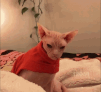 Angry cat