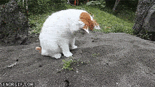 Cat digging gif.